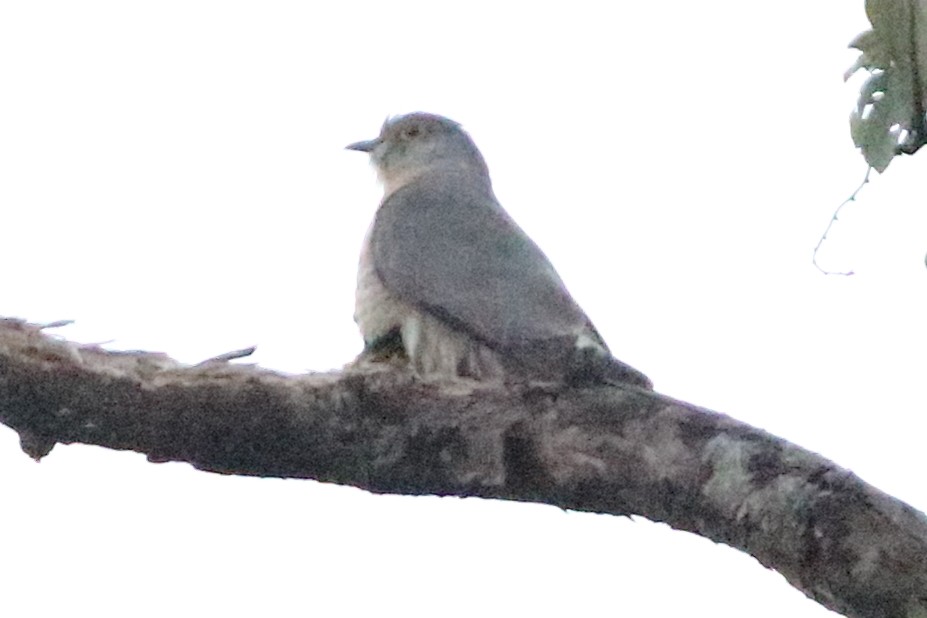 Common Hawk-Cuckoo - Christopher Escott