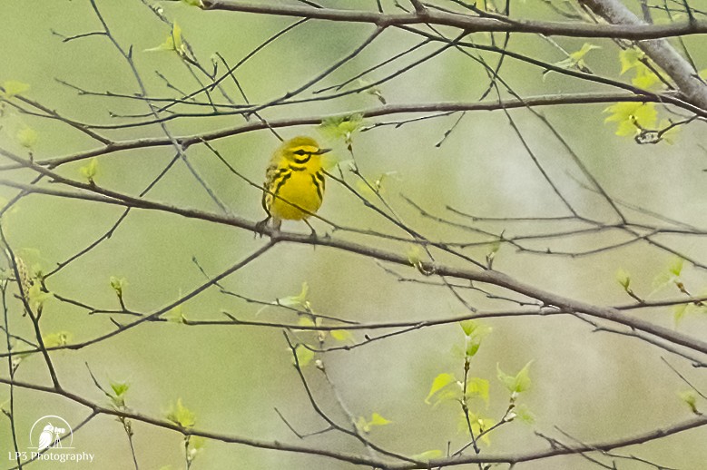 Prairie Warbler - Laurie Pocher