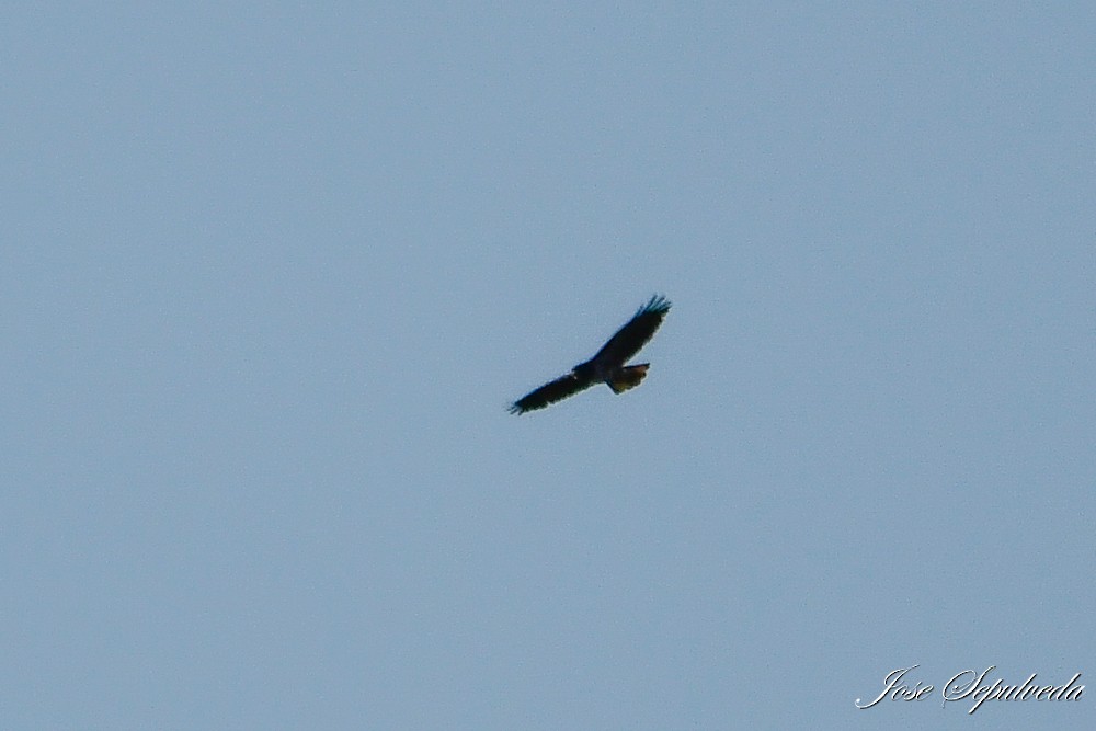 Rufous-tailed Hawk - José Sepúlveda