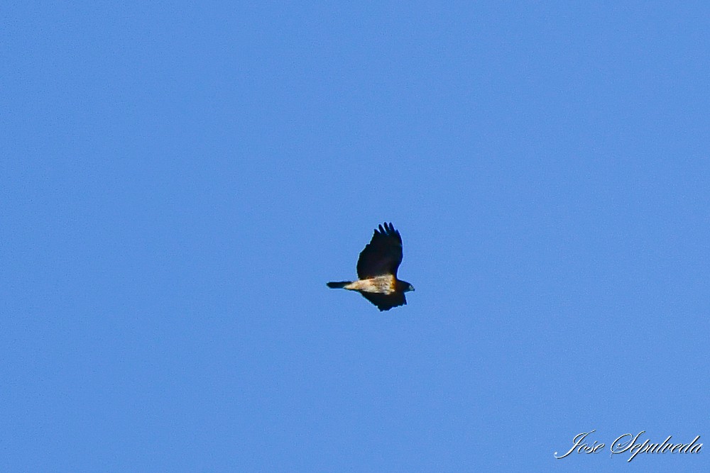 Rufous-tailed Hawk - José Sepúlveda