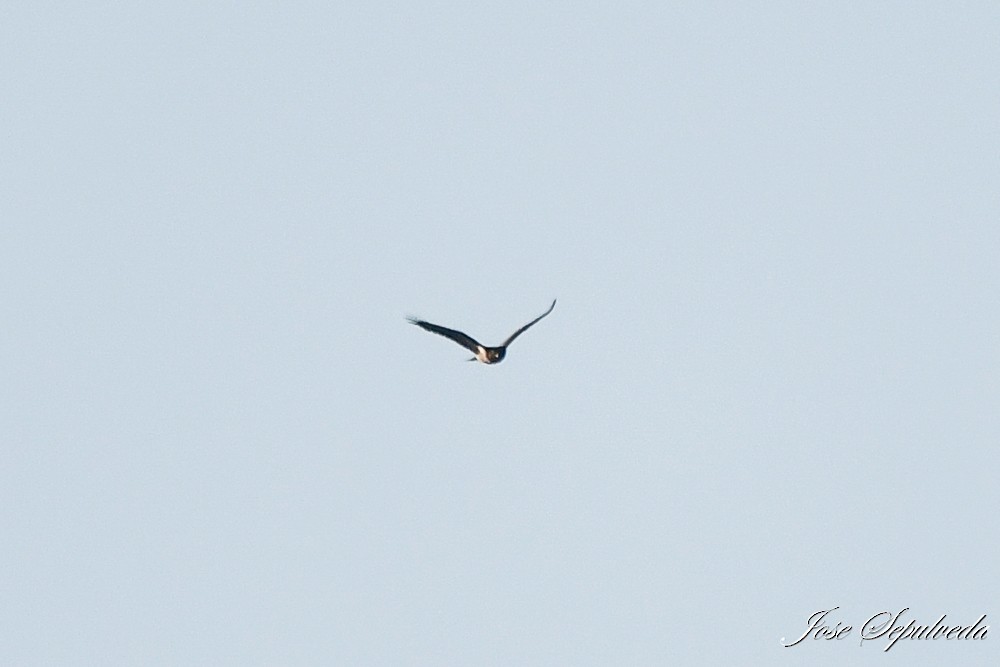 Rufous-tailed Hawk - José Sepúlveda