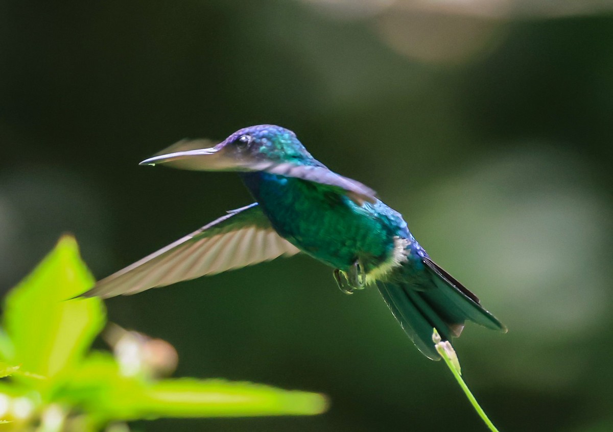 Blue-headed Hummingbird - Pam Rasmussen