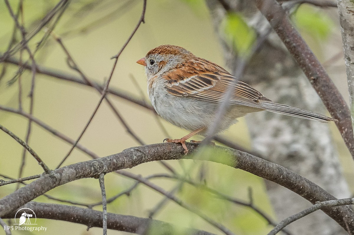 Field Sparrow - Laurie Pocher