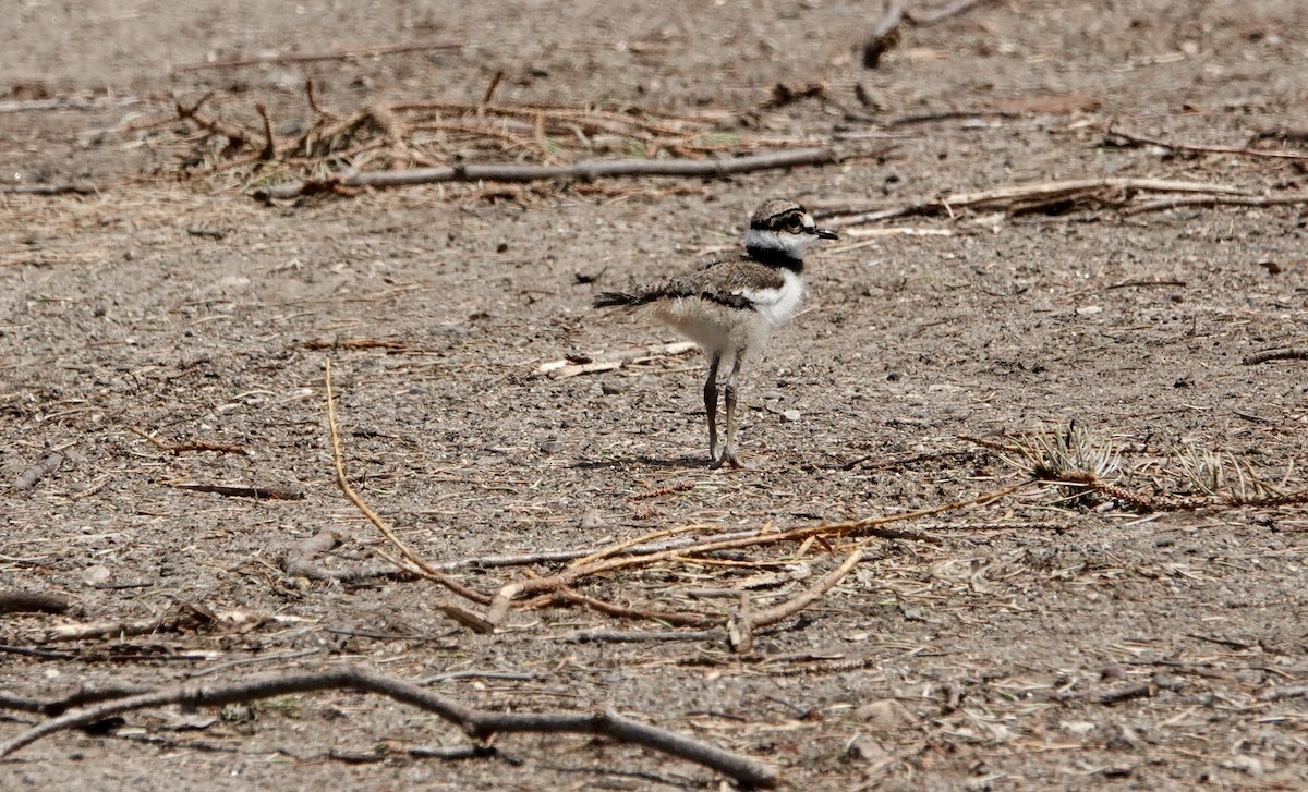 Killdeer - Randy Skiba