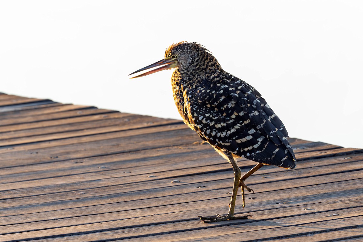 Rufescent Tiger-Heron - Fernando Calmon