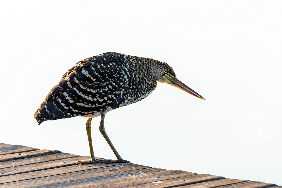 Rufescent Tiger-Heron - Fernando Calmon