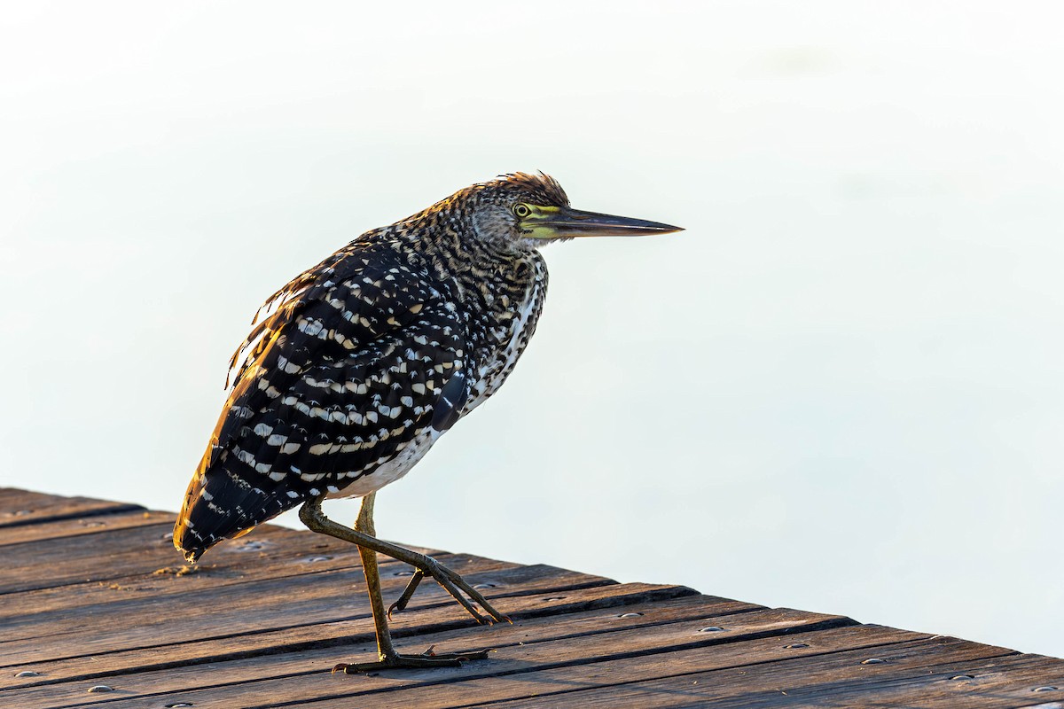 Rufescent Tiger-Heron - Fernando Calmon