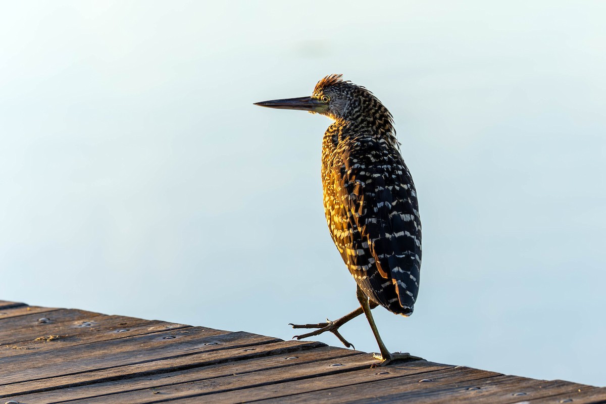 Rufescent Tiger-Heron - Fernando Calmon