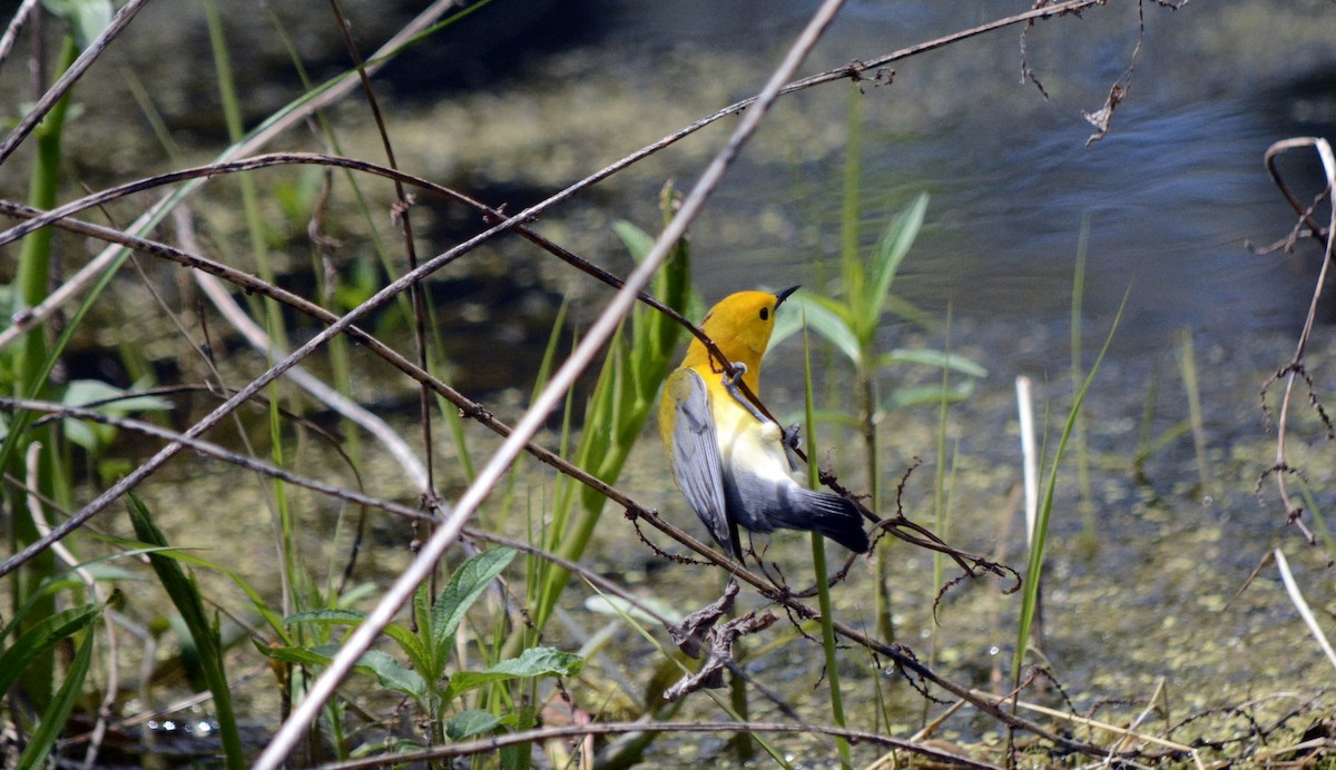 Prothonotary Warbler - Jean and Bob Hilscher