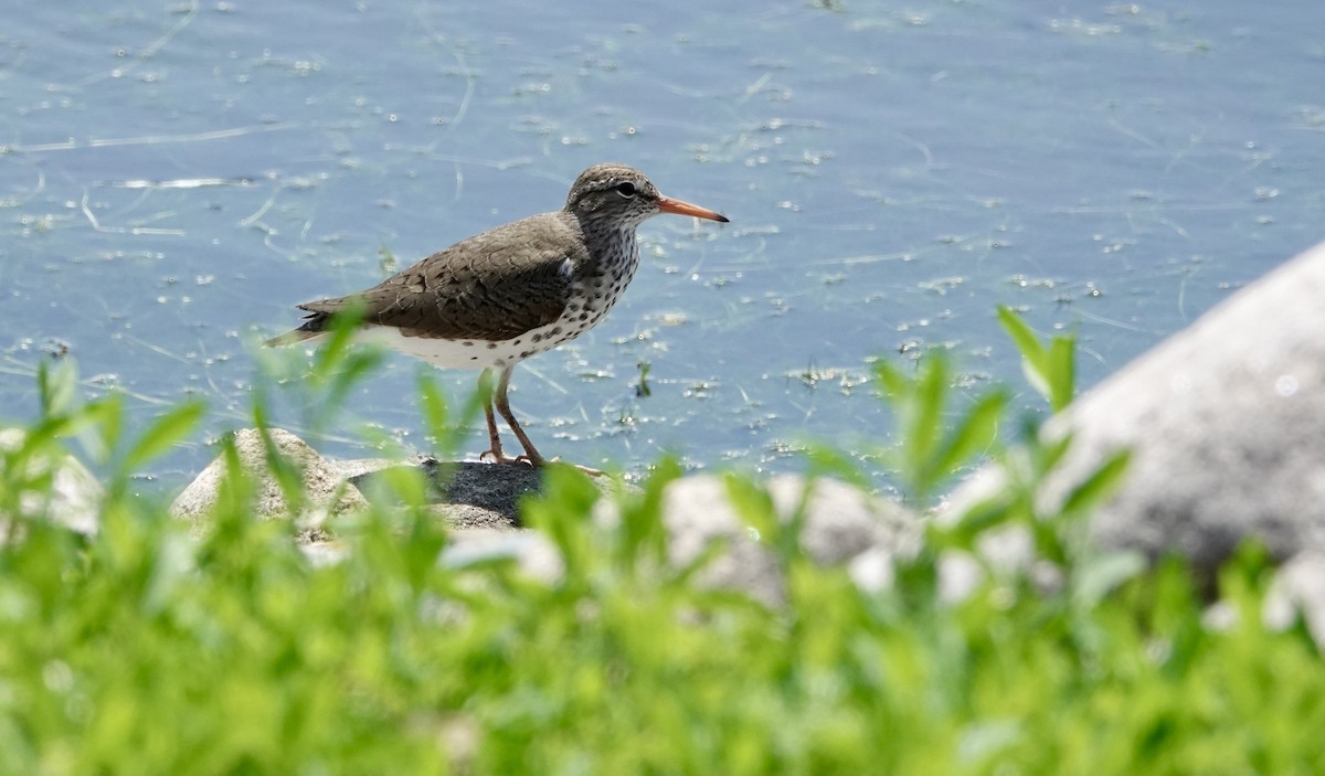 Spotted Sandpiper - Randy Skiba