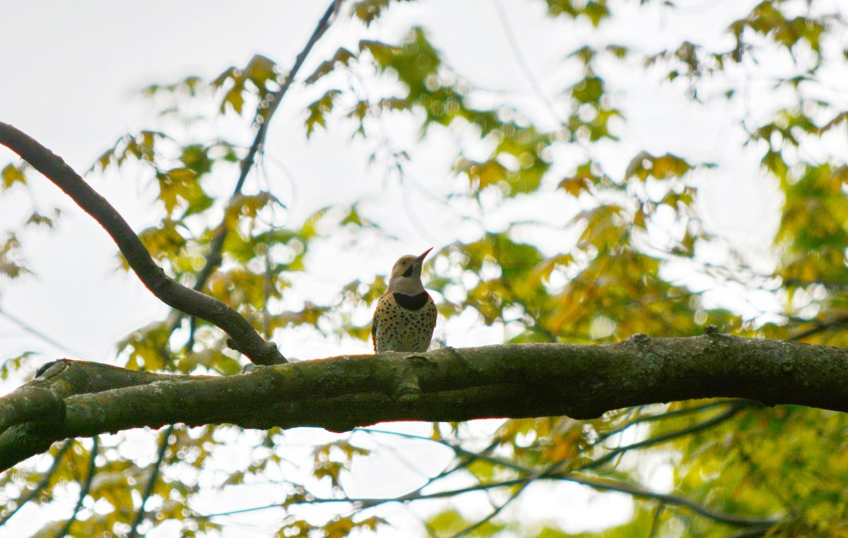 Northern Flicker (Yellow-shafted) - Jean and Bob Hilscher