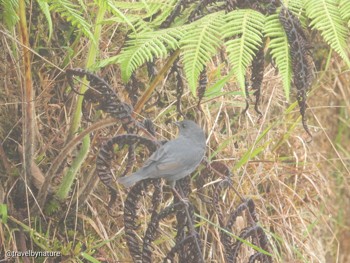 Slaty Finch - Juan Vargas