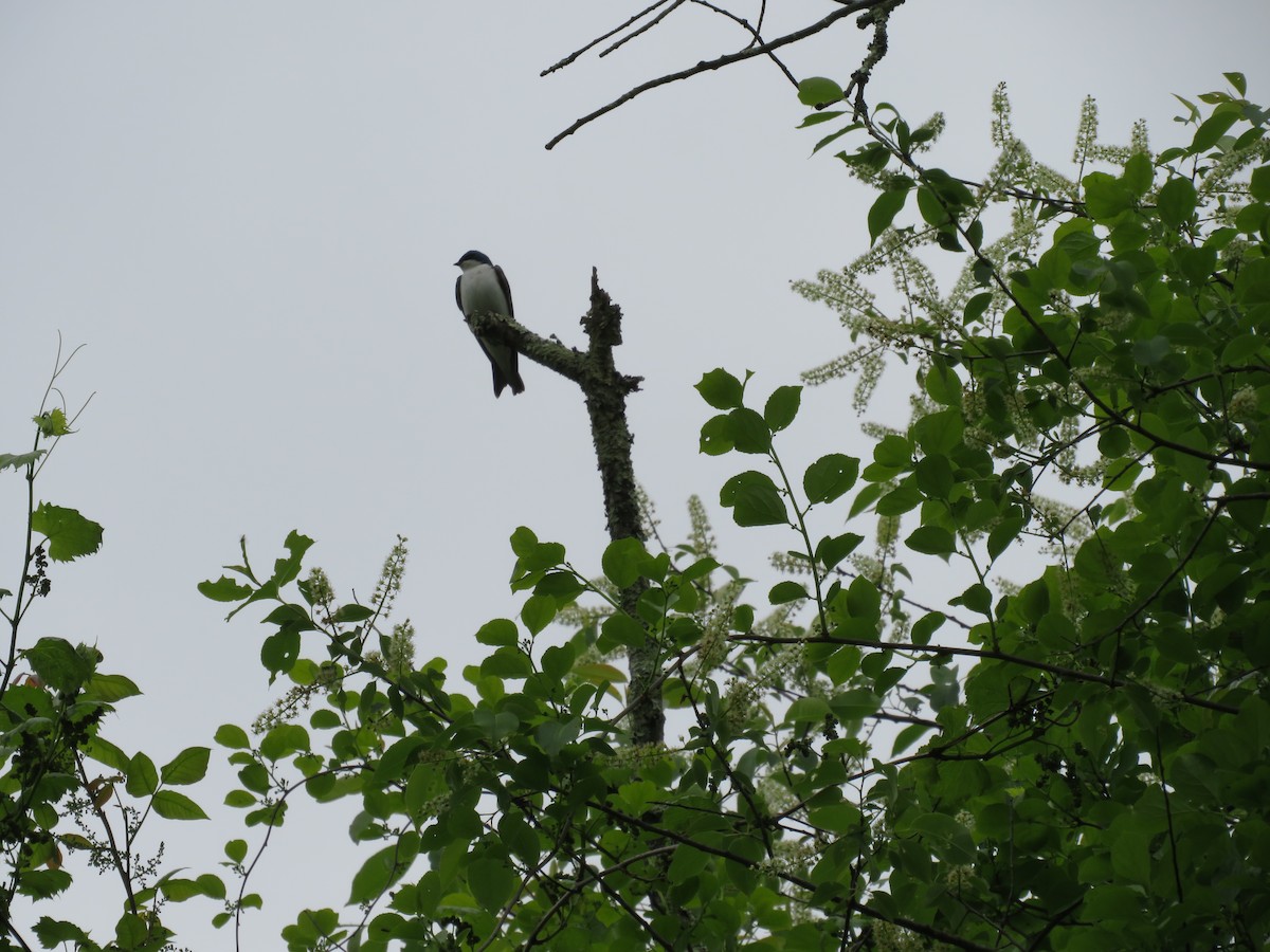 Tree Swallow - scott baldinger