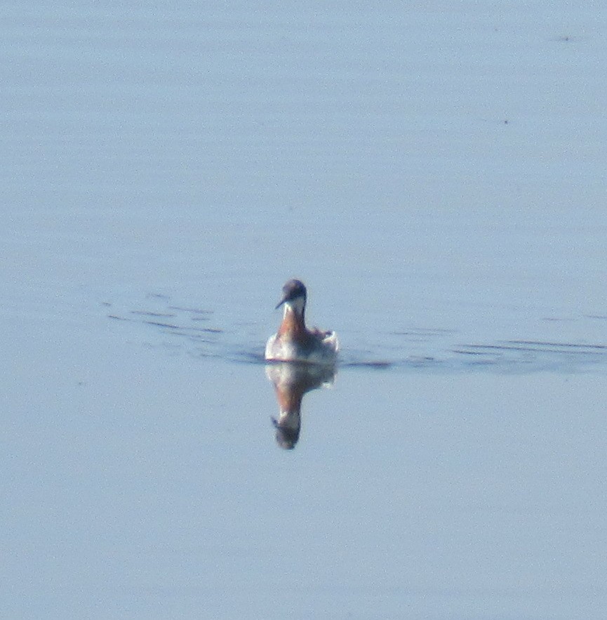 Red-necked Phalarope - ML619244432