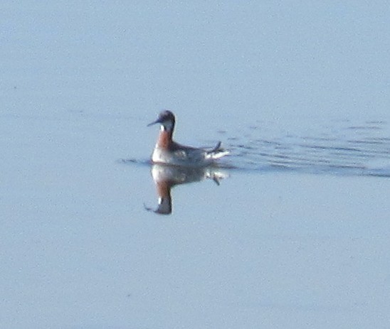 Red-necked Phalarope - ML619244440