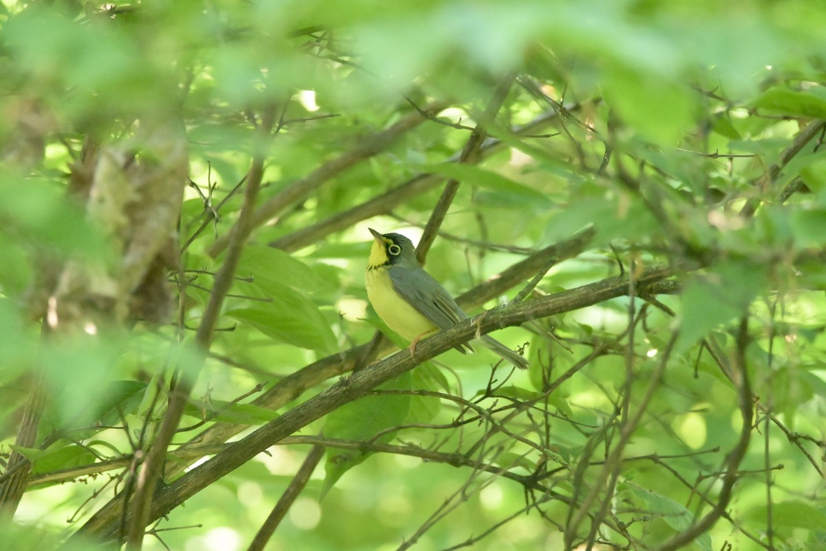 Canada Warbler - Justin Riley