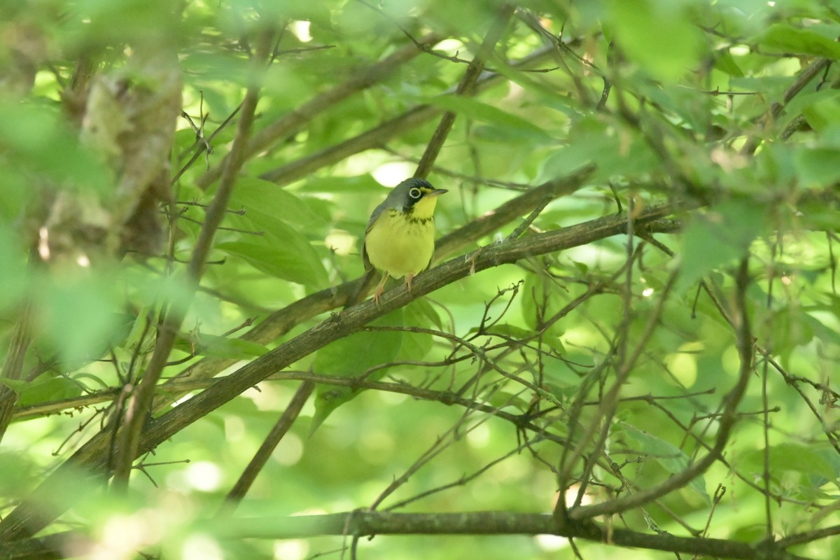 Canada Warbler - Justin Riley