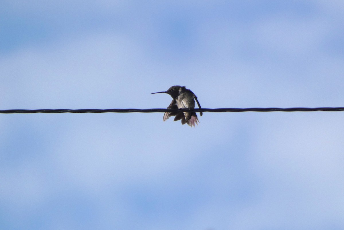 Black-chinned Hummingbird - Jonathan Bookman
