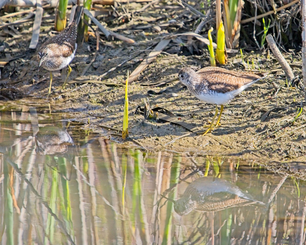 Solitary Sandpiper - ML619244467