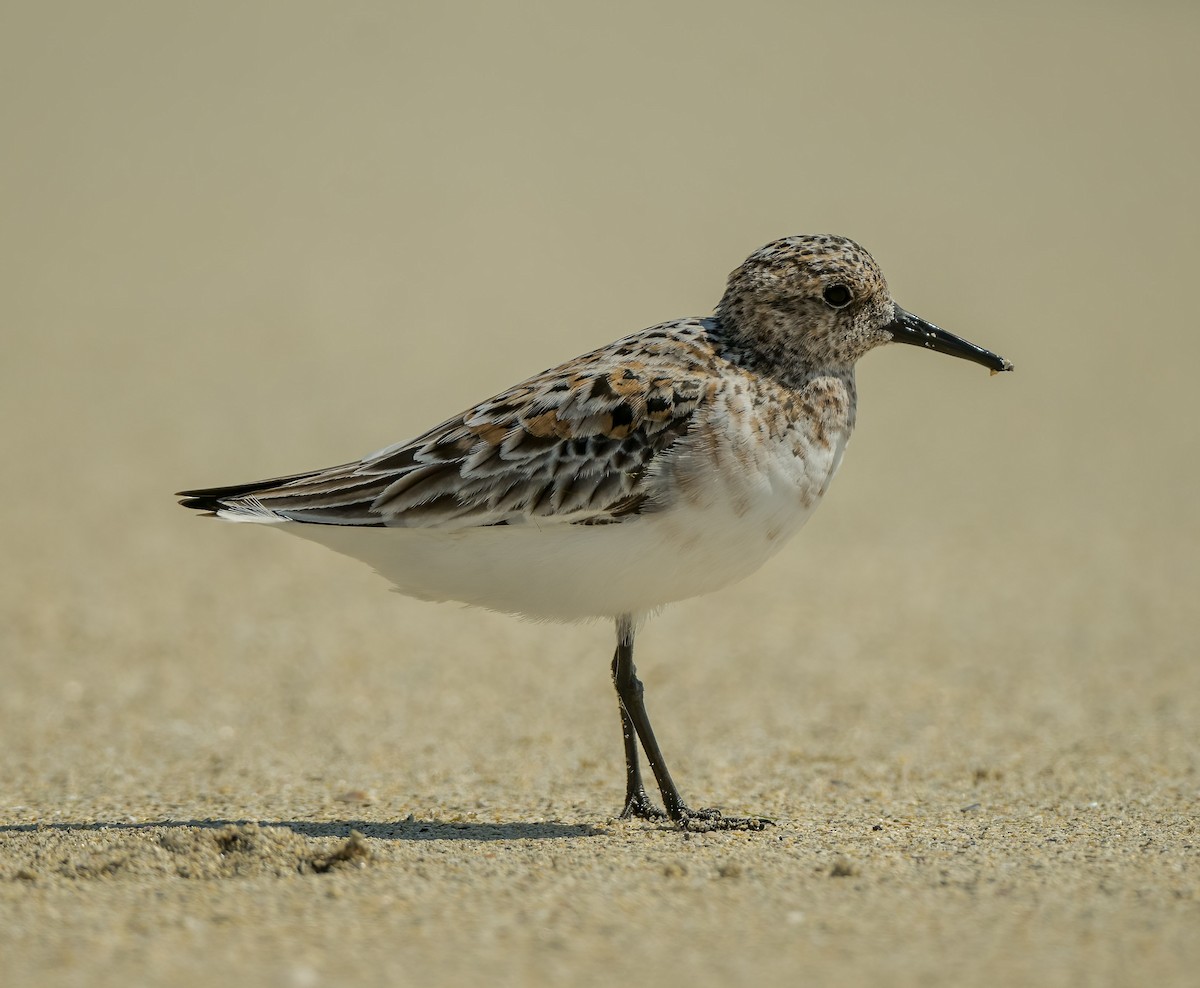 Sanderling - Terry Karlin