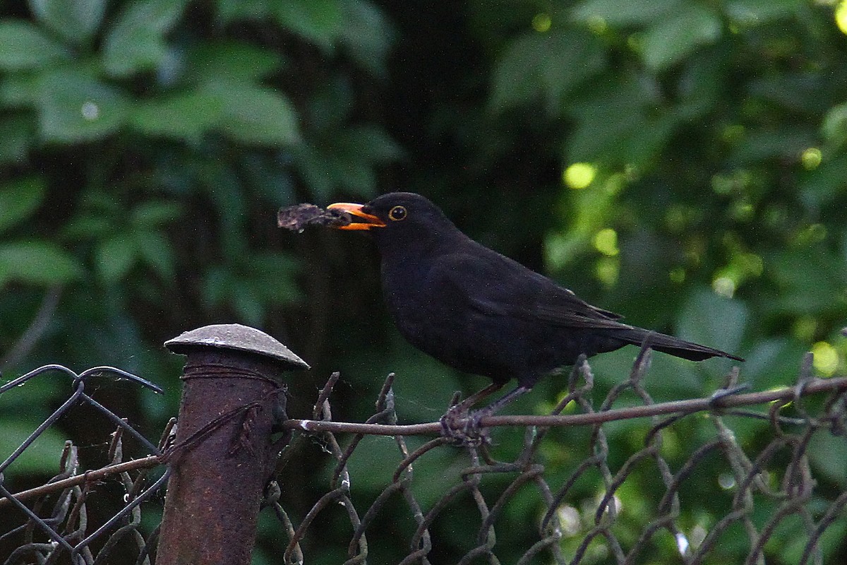 Eurasian Blackbird - Daniel Brzdęk