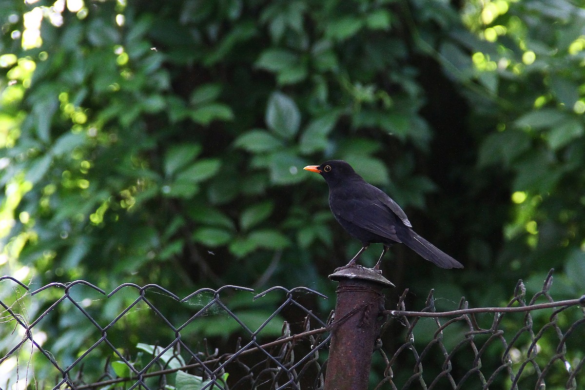 Eurasian Blackbird - Daniel Brzdęk