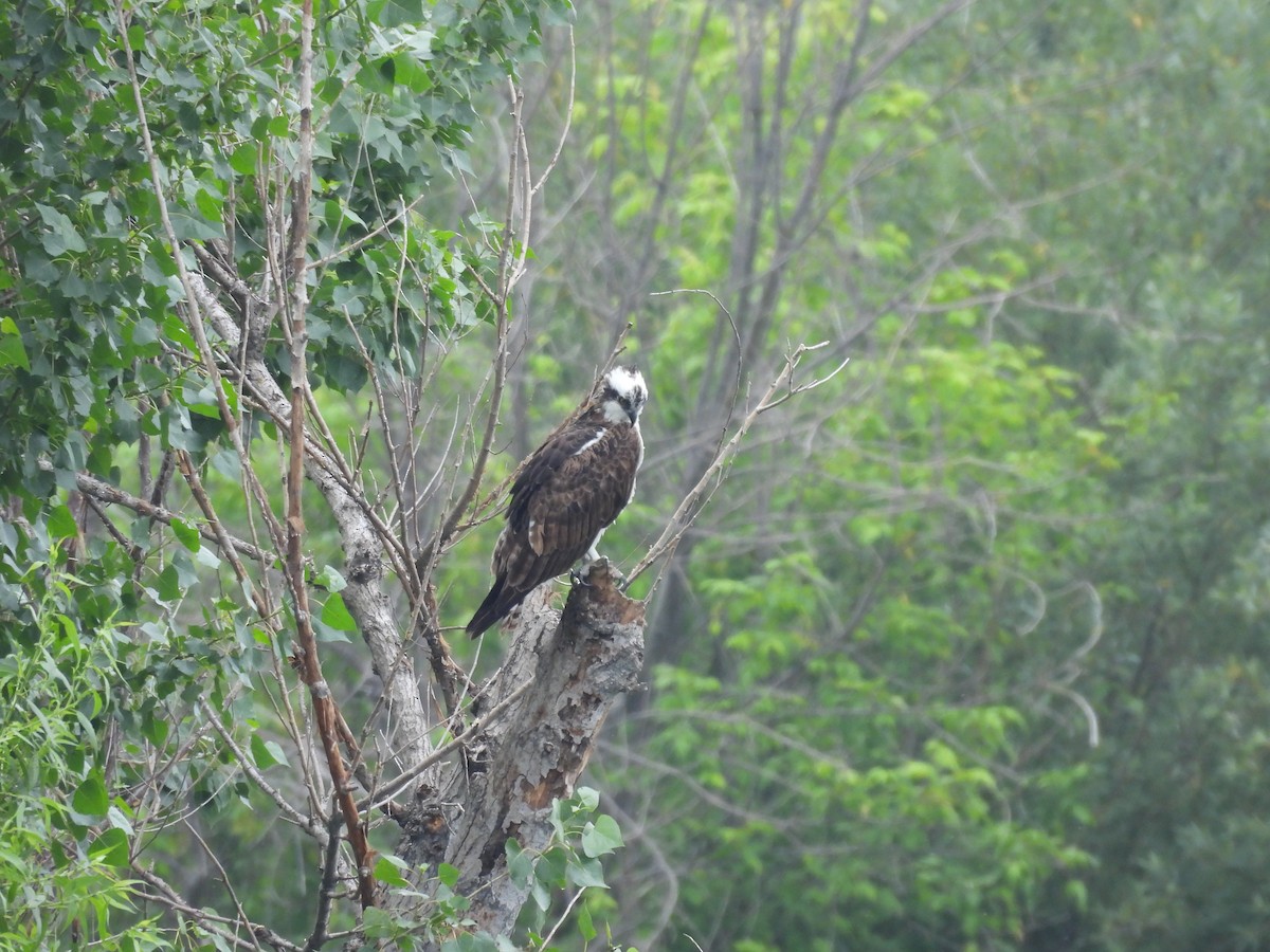 Águila Pescadora - ML619244530