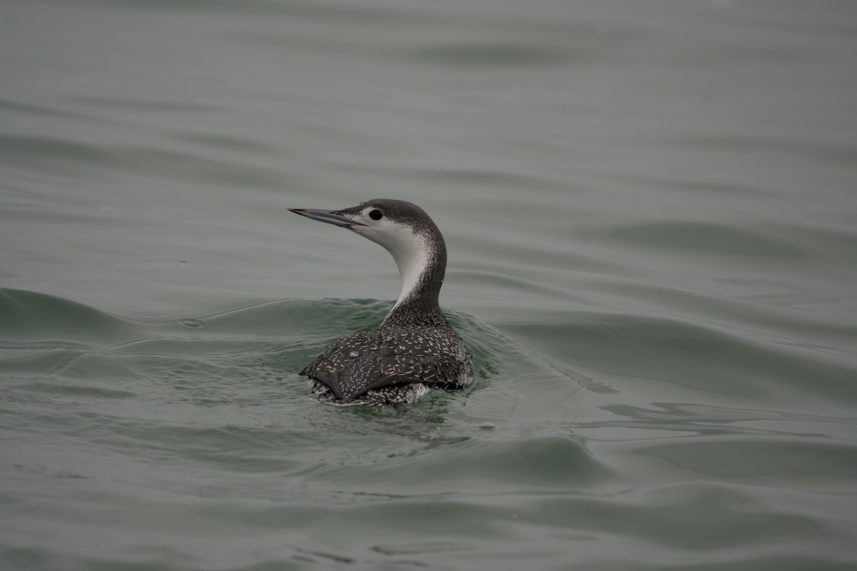 Red-throated Loon - ML619244542