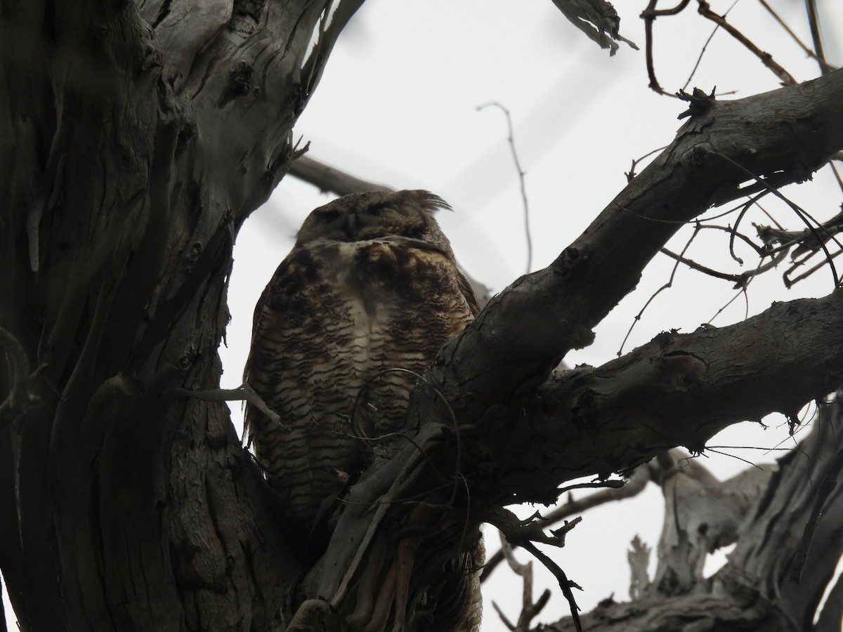 Great Horned Owl - Carolyn Willcox