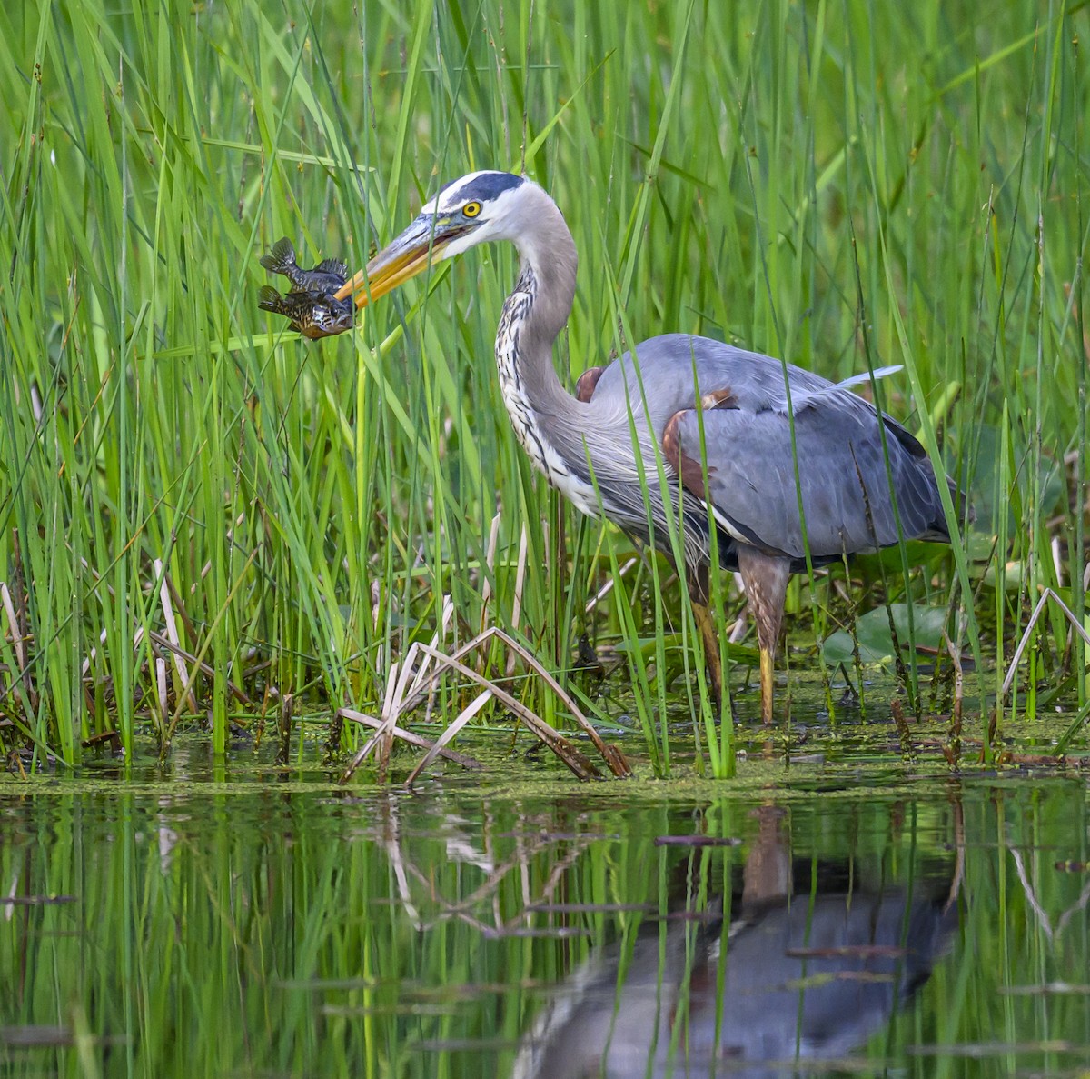 Great Blue Heron - Jocelyn  Anderson