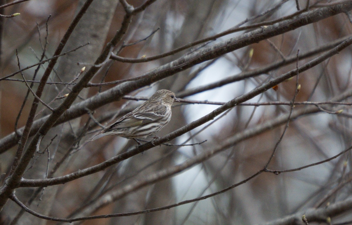 Pine Siskin - Julian Ventres