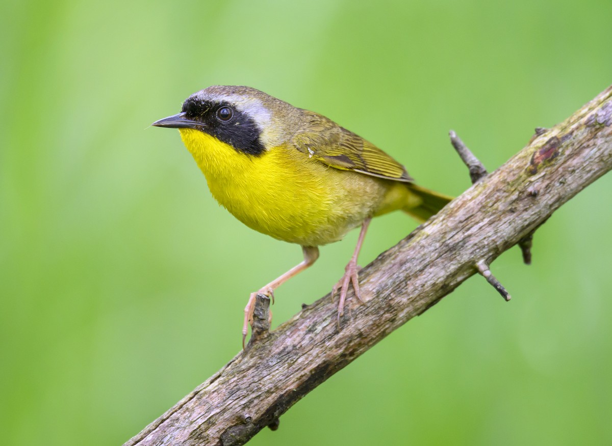 Common Yellowthroat - Jocelyn  Anderson