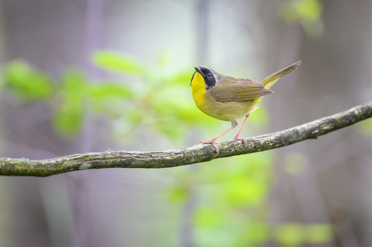 Common Yellowthroat - Jocelyn  Anderson