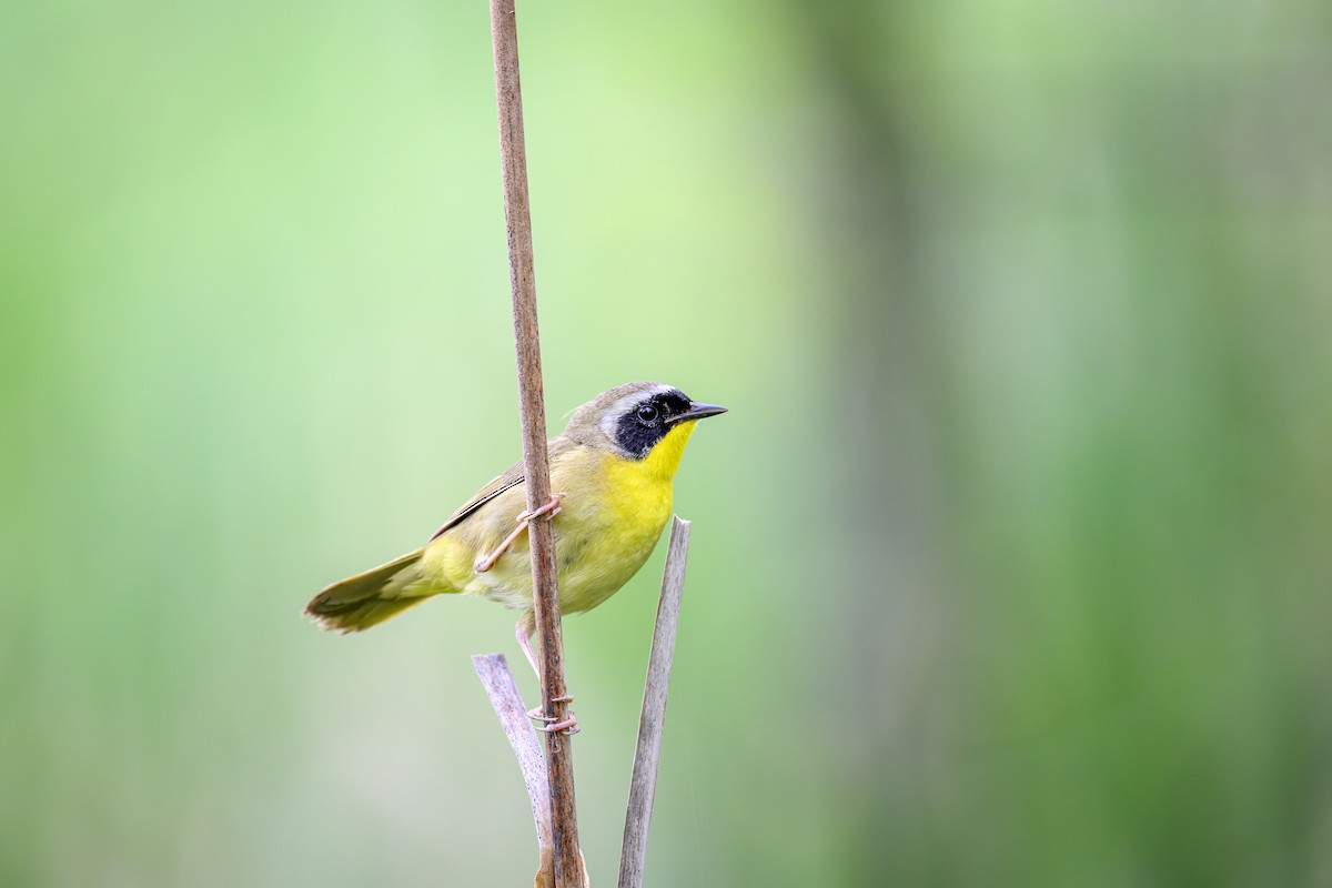 Common Yellowthroat - Jocelyn  Anderson