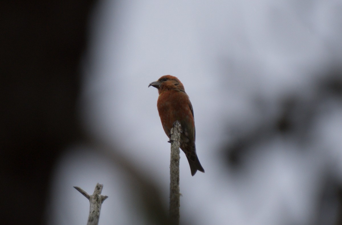 Red Crossbill - ML619244573