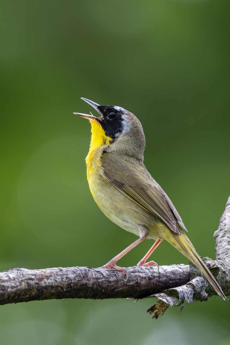 Common Yellowthroat - Rob  Sielaff