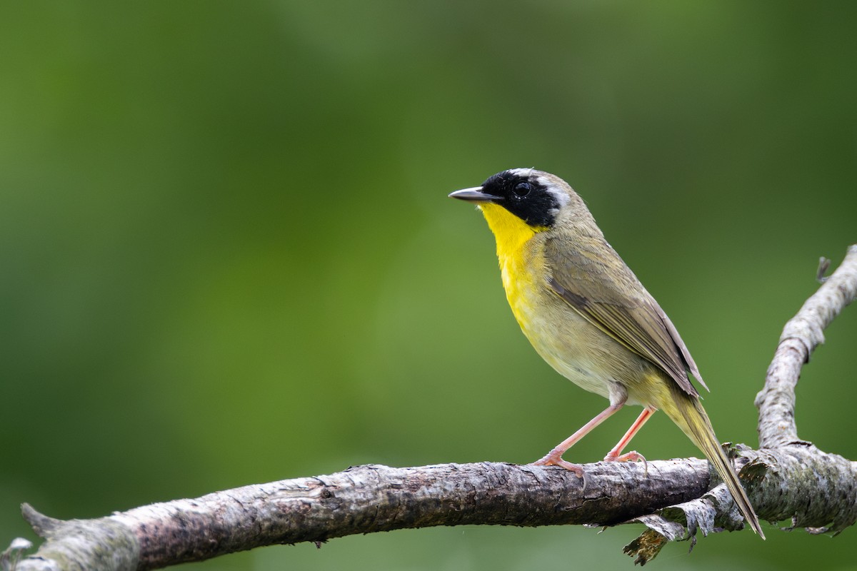 Common Yellowthroat - ML619244588