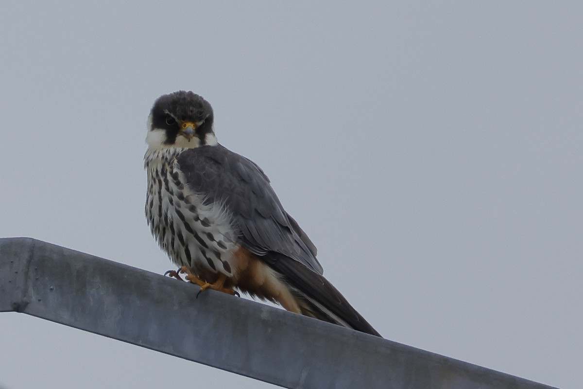 Eurasian Hobby - Javier De Las Heras