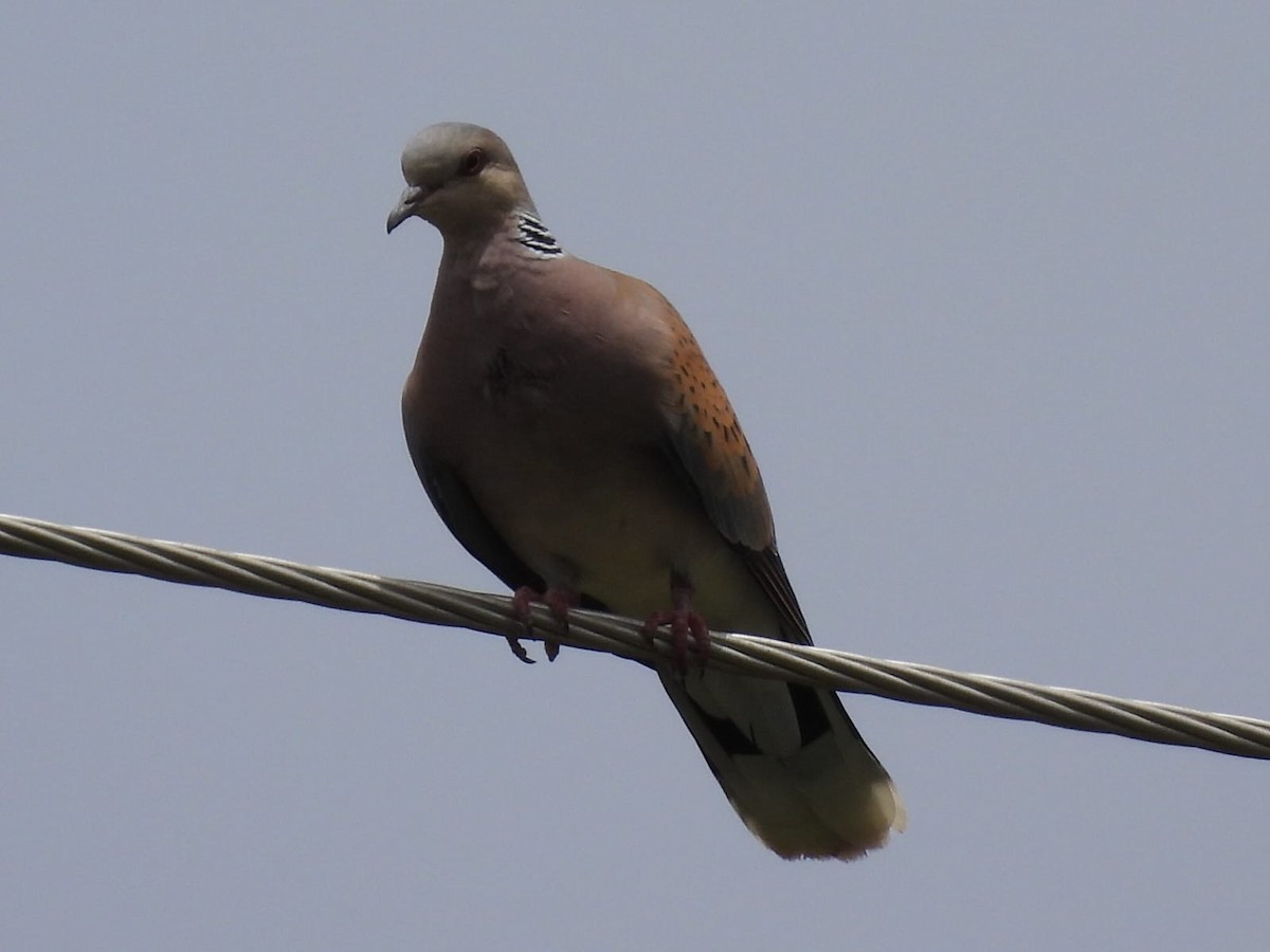 European Turtle-Dove - ML619244590