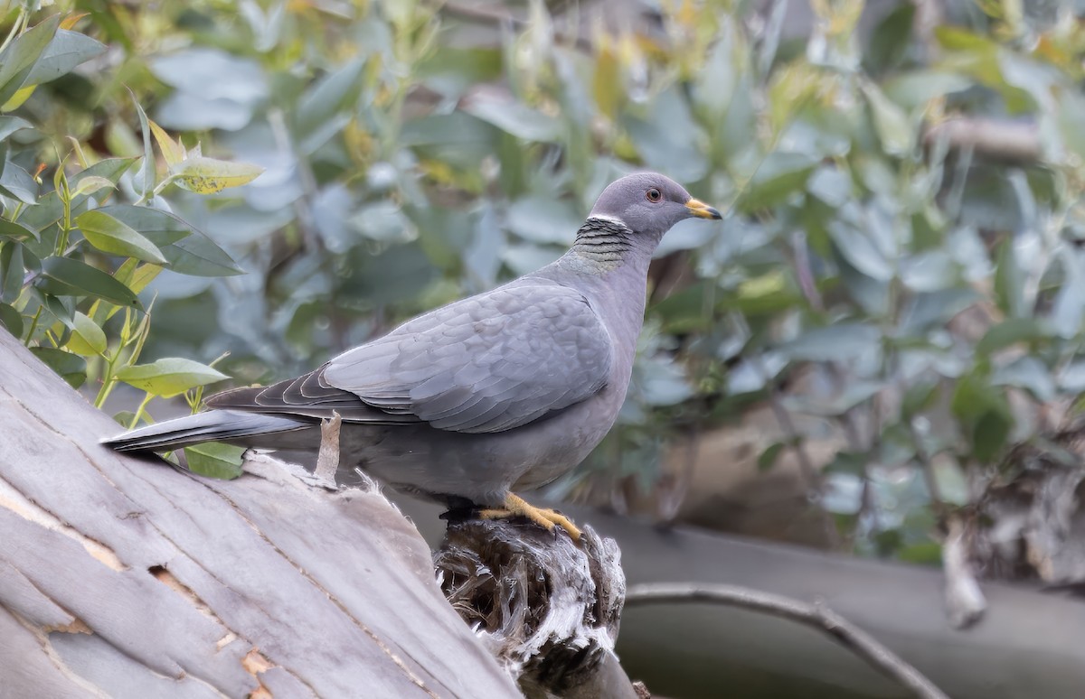 Band-tailed Pigeon - ML619244599