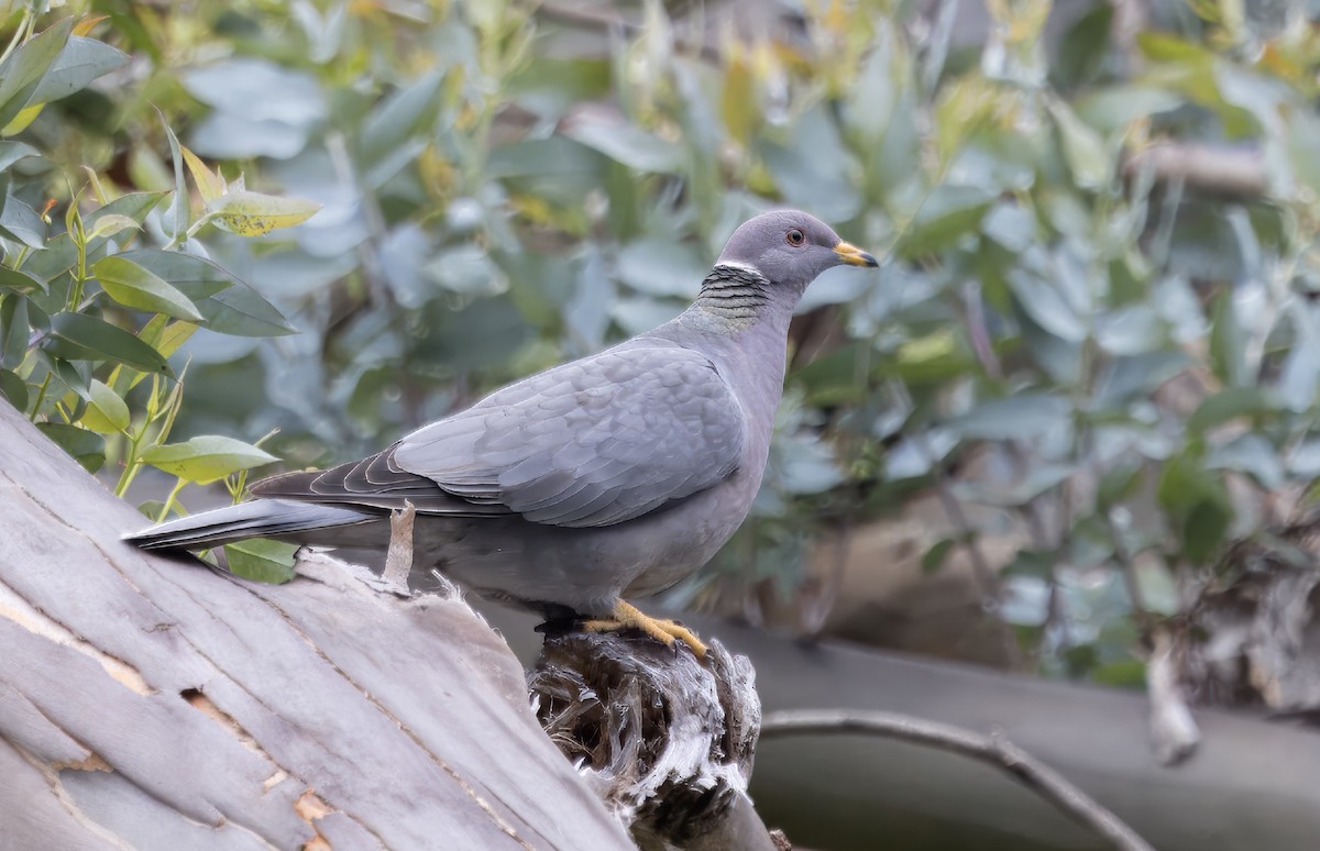 Pigeon à queue barrée - ML619244599