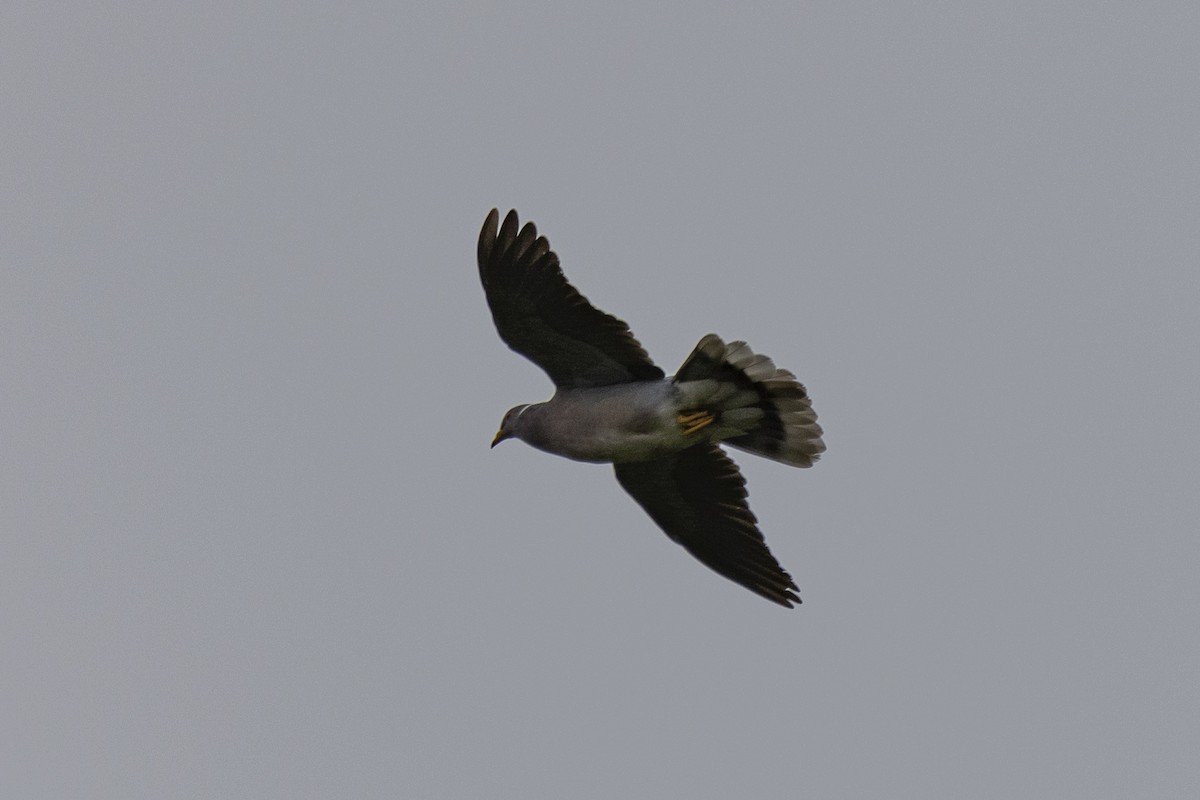 Band-tailed Pigeon - ML619244600