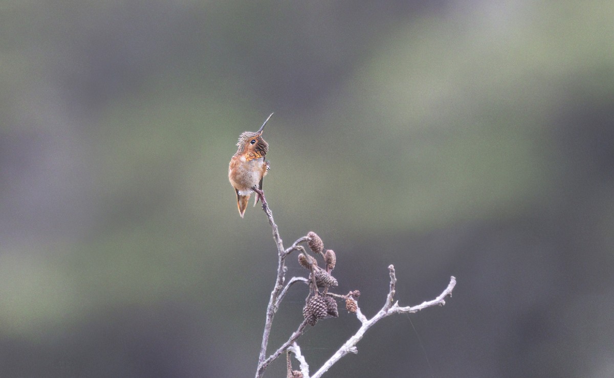 Allen's Hummingbird - ML619244616