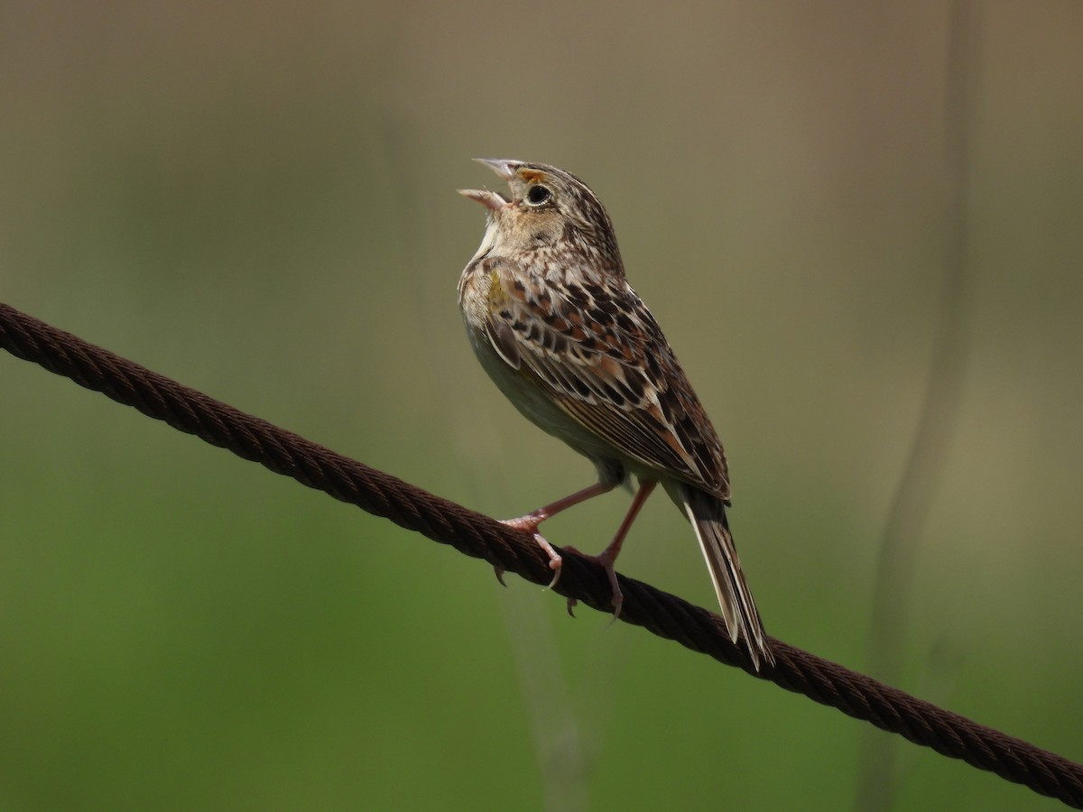 Grasshopper Sparrow - Bonnie Penet