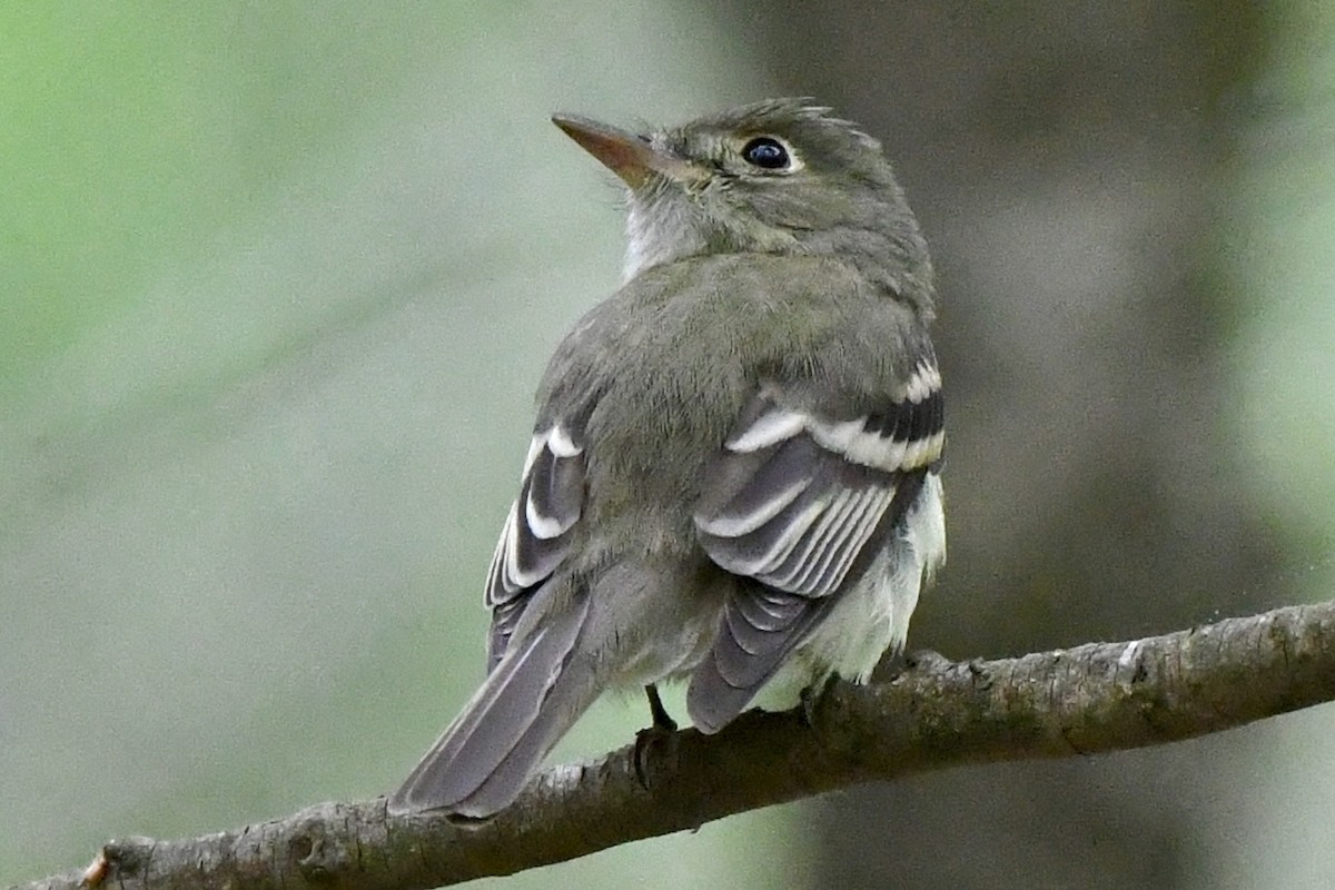 Acadian Flycatcher - Mary Walsh