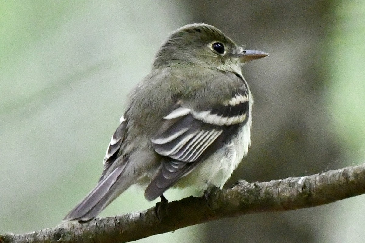 Acadian Flycatcher - Mary Walsh