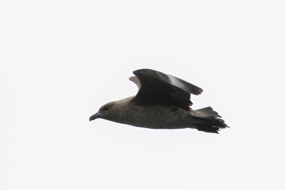 South Polar Skua - Denis Corbeil