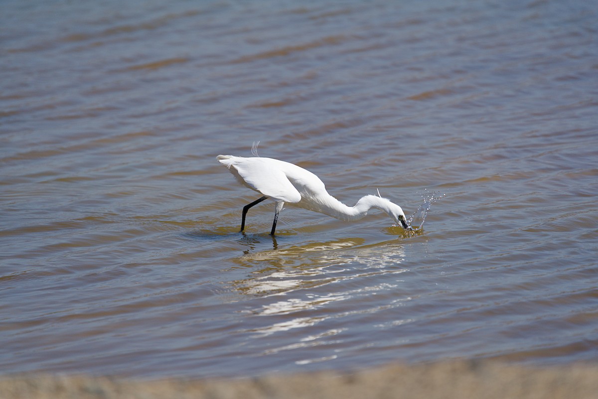 Little Egret - Jakub Nikiel