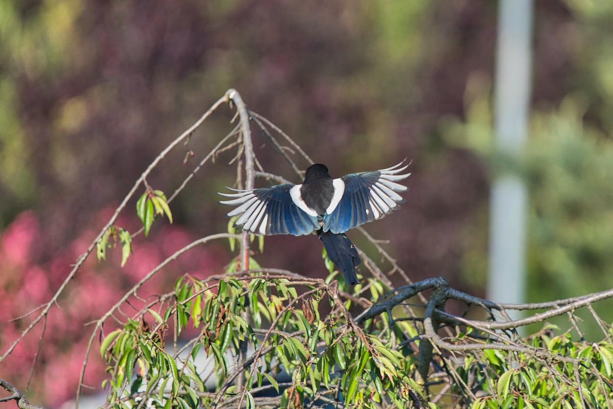 Eurasian Magpie - Nicola Marchioli