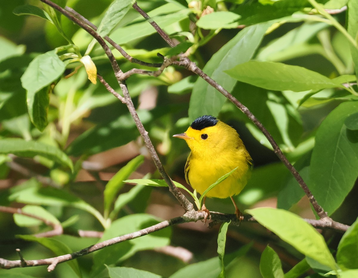 Wilson's Warbler - Roger Hoffman